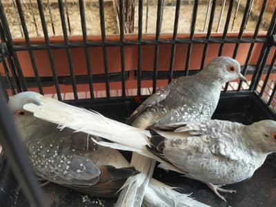 يمام ماسي