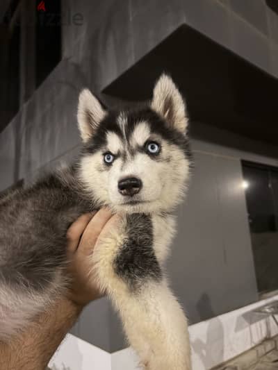 Husky puppy for sale
