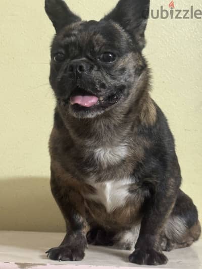 French Bulldog Brindle Male For Sale