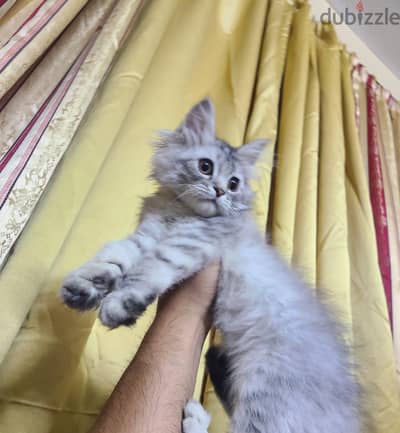 قطه شيرازي للبيع