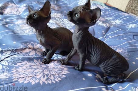 Sphynx cat imported from Russia available