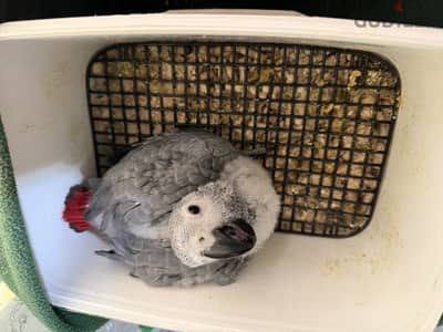 African Grey Parrot