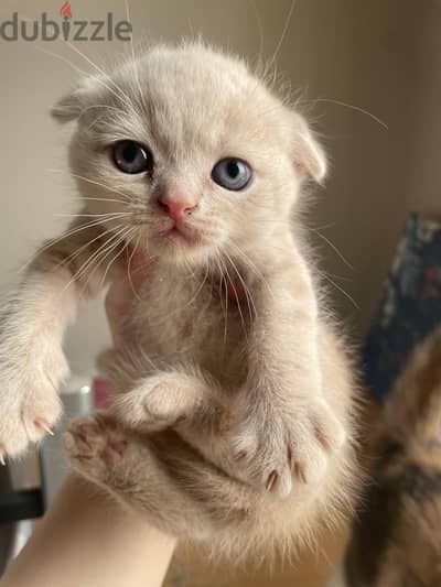 female kittens scottish fold