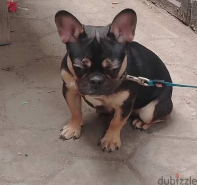 french bulldog فرنش بولدوج