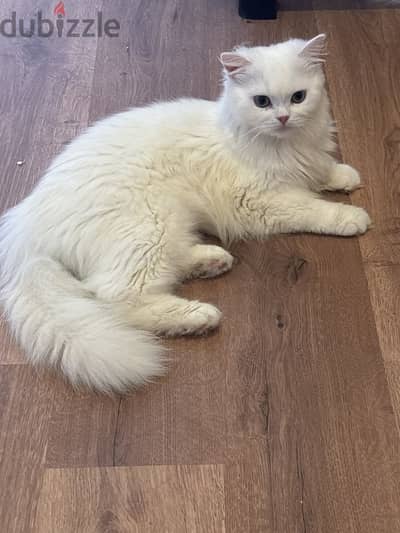 persian girl cat for adoption