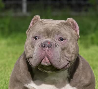 American bully babys