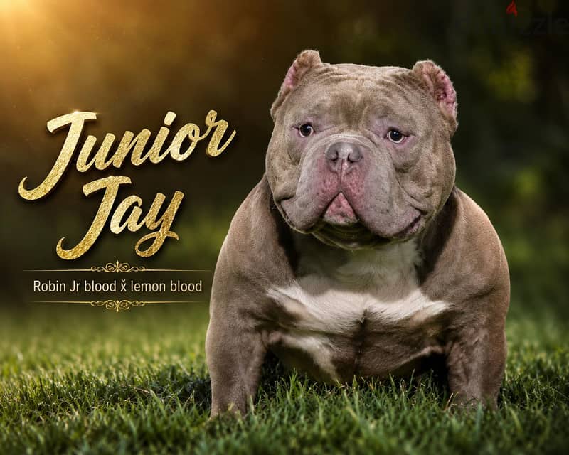 American bully babys 1