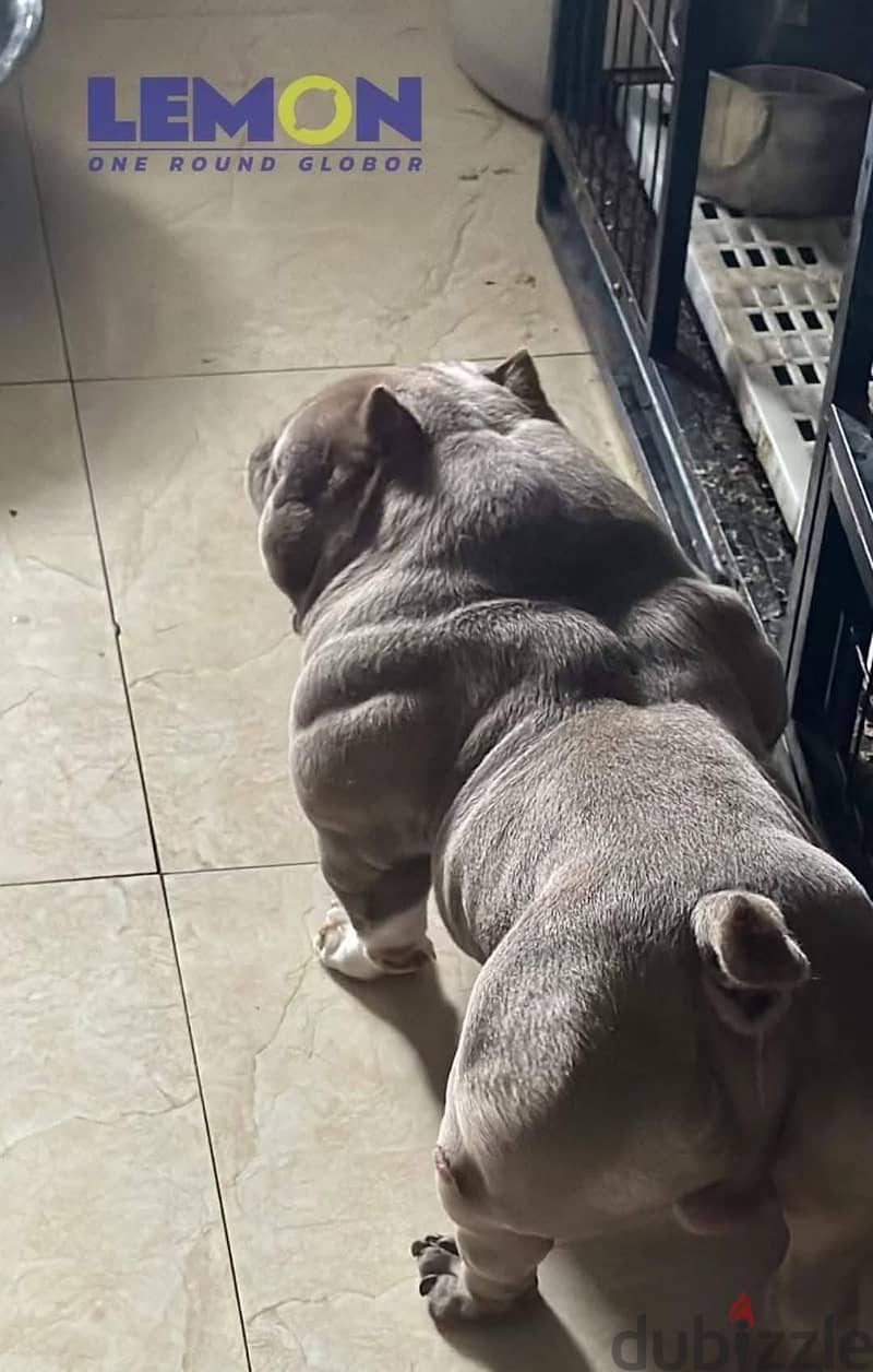 American bully babys 2