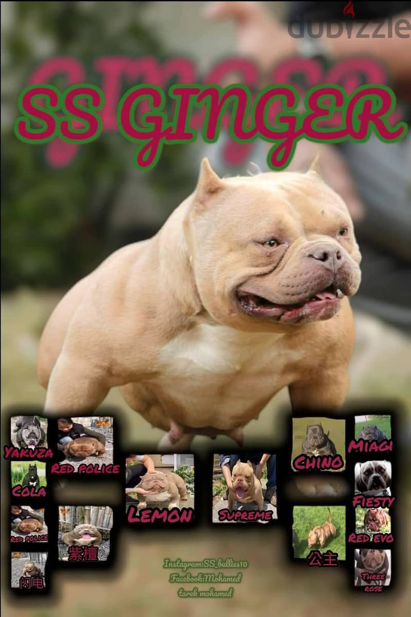 American bully babys 3
