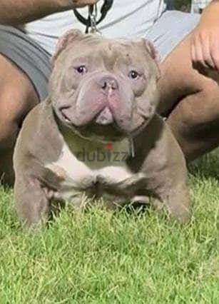 American bully babys 4