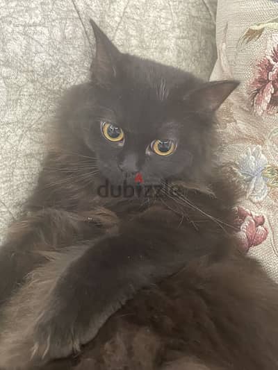 Cat up for adoption- قطة متاحة للتبني