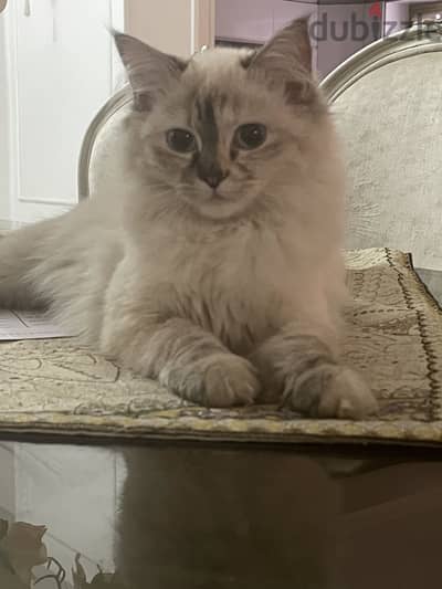 Cat up for adoption- قطة متاحة للتبني