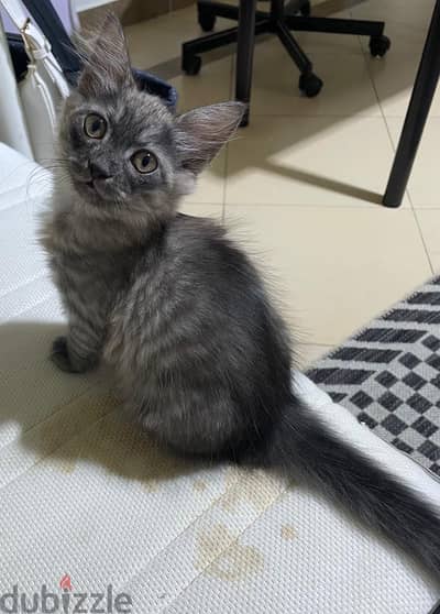 Cat up for adoption- قطة متاحة للتبني