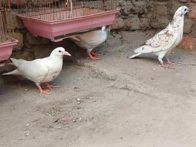 حمام لاحم للأكل _ التربيه