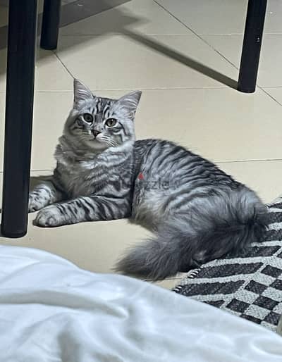 Cat up for adoption- قطة متاحة للتبني
