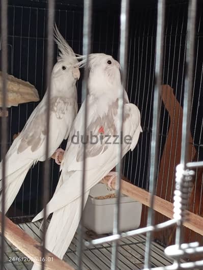 طيور زبنه