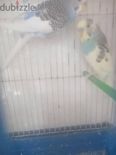 جوز بانددت