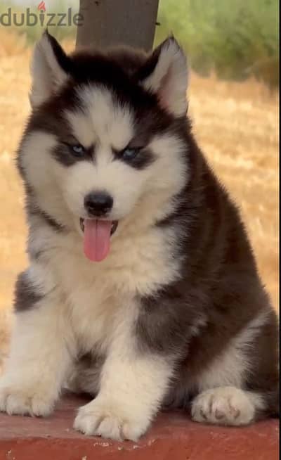 Pure long hair husky puppy  دبدوب