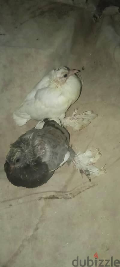 حمام زغلولين لاحم وزغلولين شقلباز