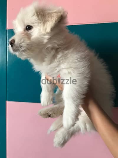 Mini boy griffon mix for sale (super fluffy / teddy bear face)