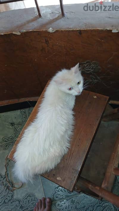 persian cat