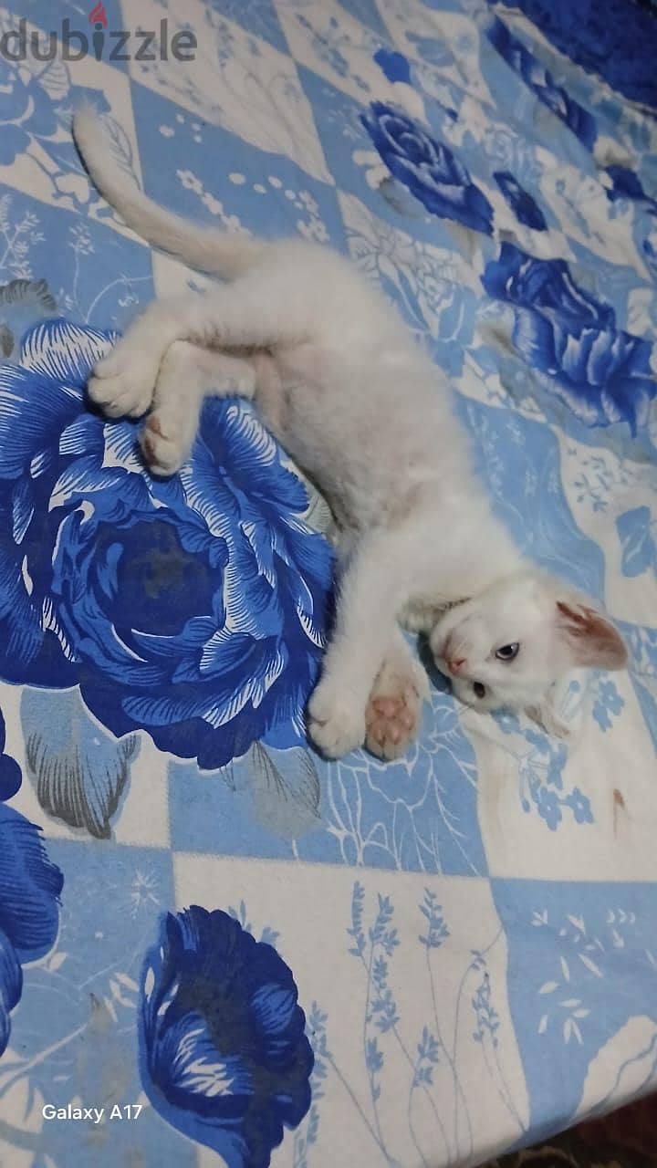 persian cat 1
