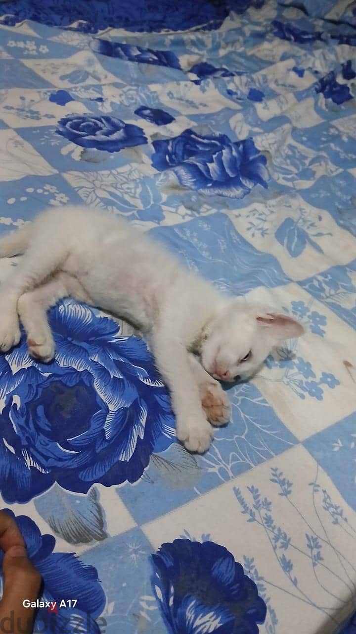 persian cat 2