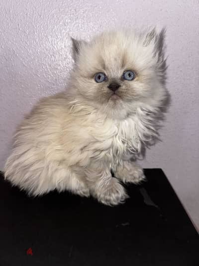 Kitten for sale