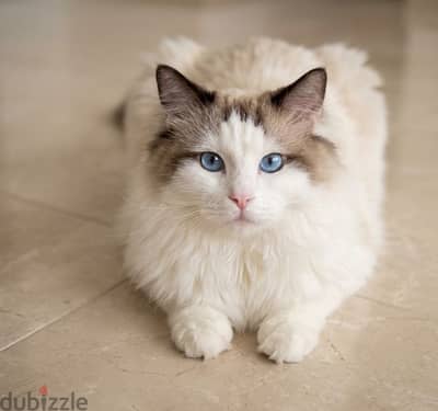 Ragdoll seal bicolor male