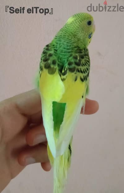 زغلولين استرالي مدربه وهاديه بسم الله ماشاء الله