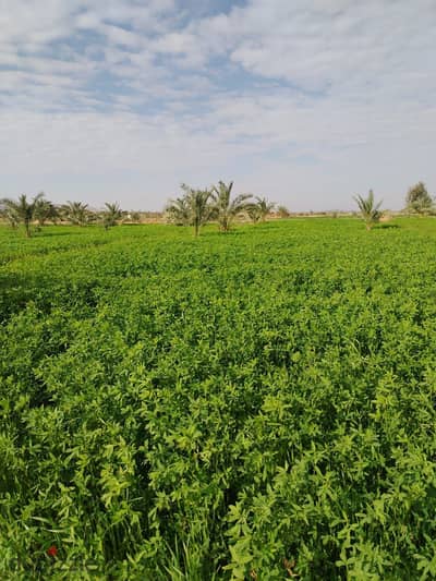 للبيع مزرعة مميزة على الطريق الدولي وادي النطرون