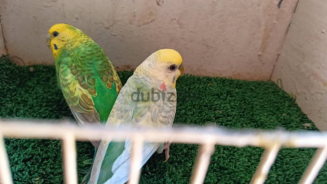 جوز رينبو 2