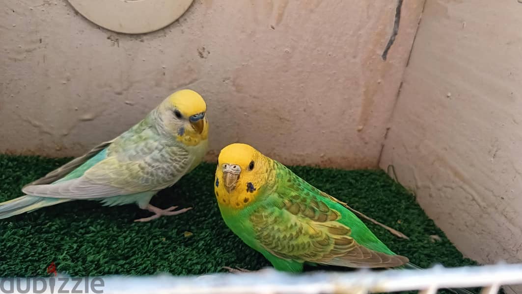 جوز رينبو 3