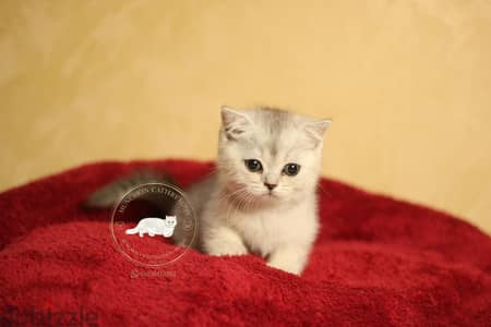 Scottish fold/ british shorthair سكوتش فولد/بريتش شورت هير