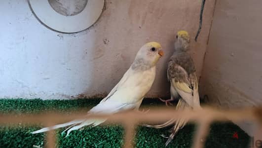 جوز شكرى برصاصى