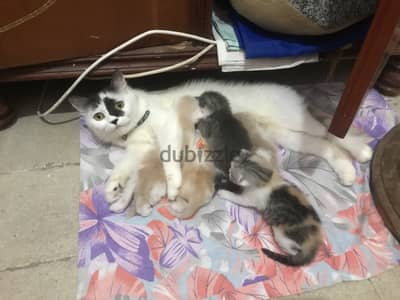  Mother Cat & 5 Kittens for Sale – Sold Together Only
