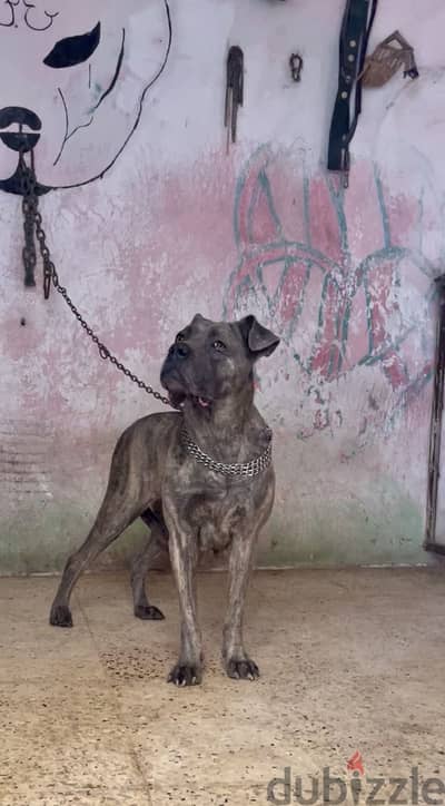 نتايه كين كورسو - cane corso
