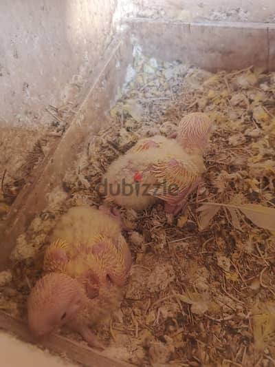 جوز روز اوبلاين اورانج