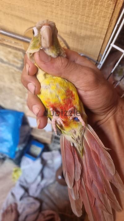 ذكر بينابول كنيور  ريد  شغاله عش واحد وطارت الانثي وموجود فرخ ابنه