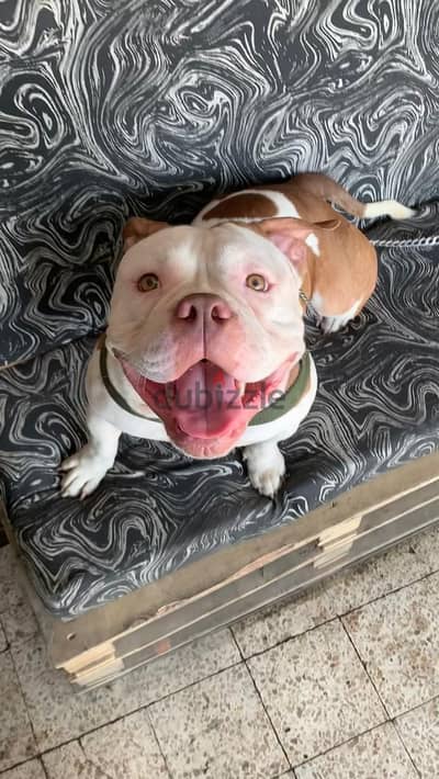 American bully pitpull