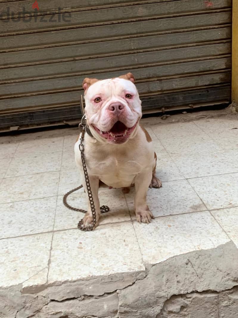 American bully pitpull 1