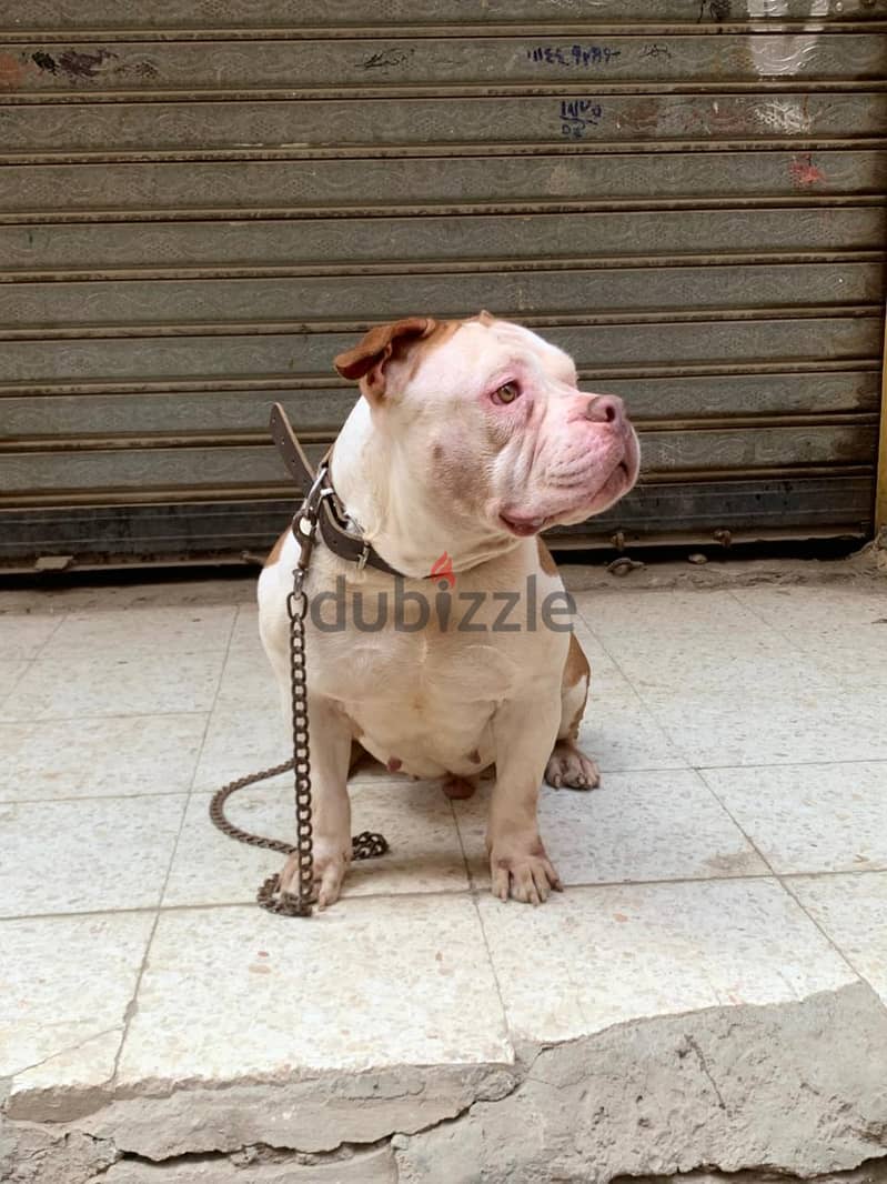 American bully pitpull 2