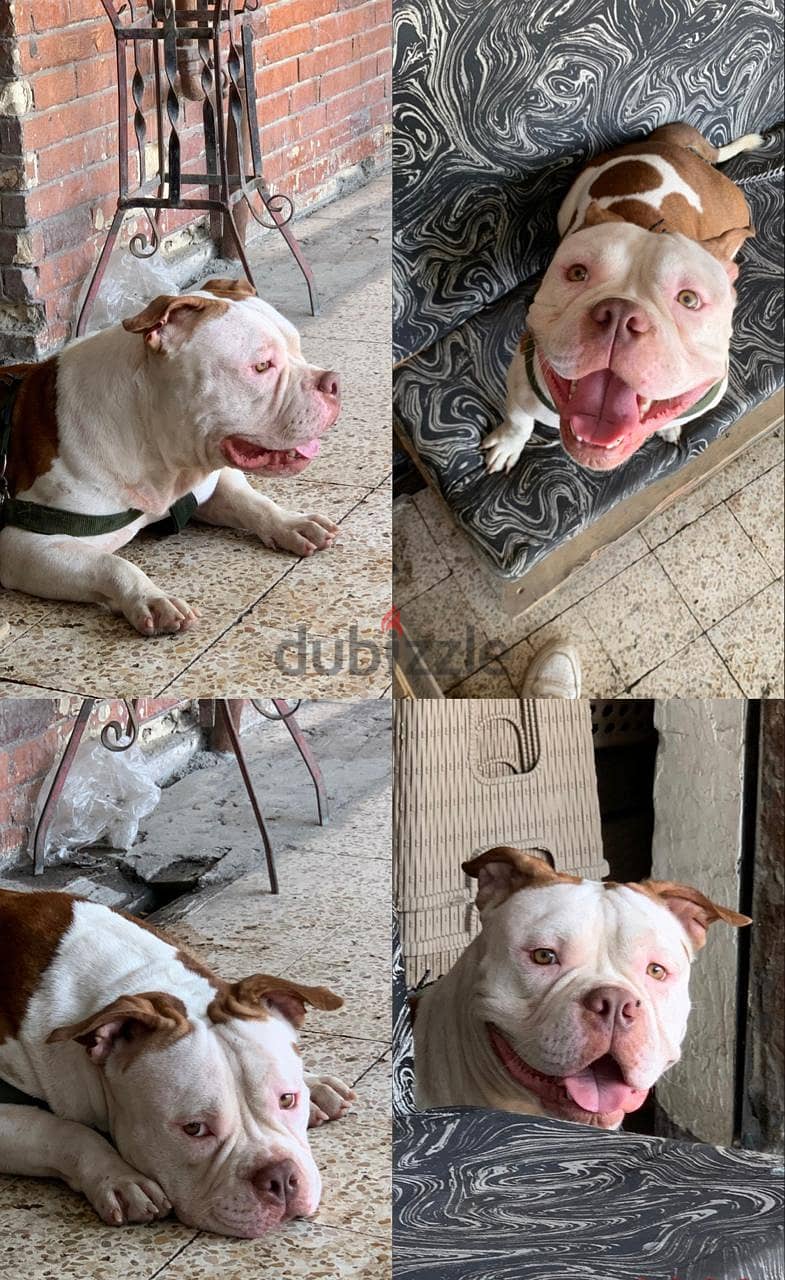 American bully pitpull 3