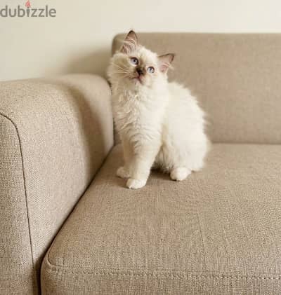 ragdoll chocolate mitted