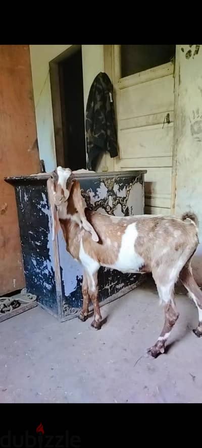 معزه حجازي عشر شهرين