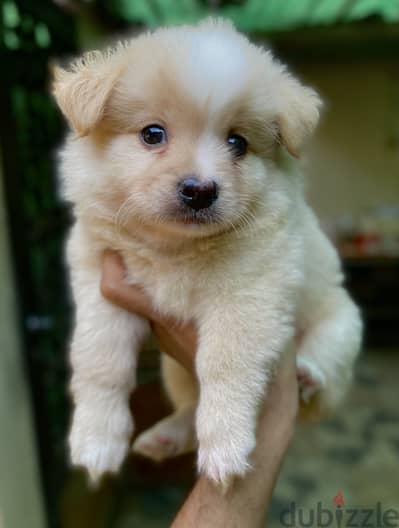 Havanese هافنيز