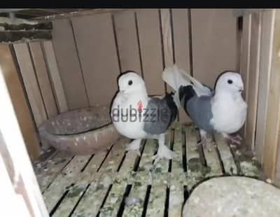 جوز بنيدي