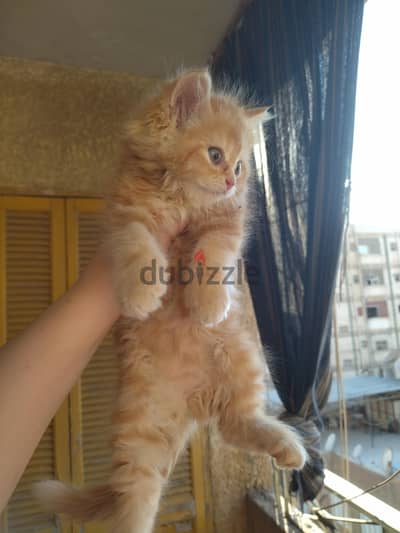 قطط شرازي مون فيس