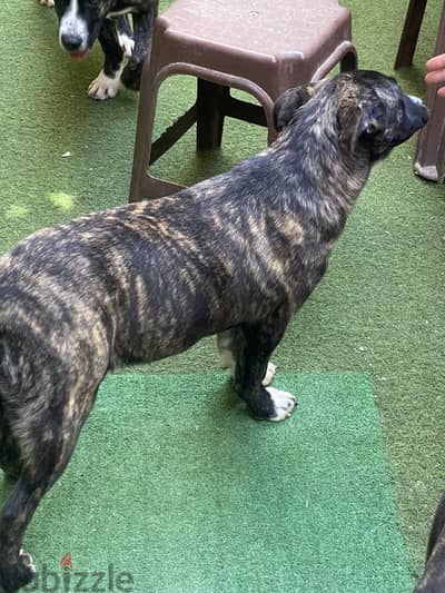 Cane corso dogs for adoption