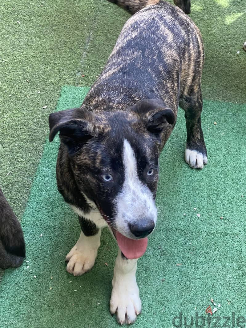 Cane corso dogs for adoption 2